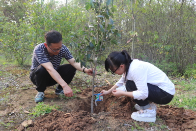 陶学子为树苗施肥 陶学子为树苗施肥